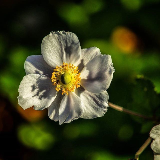 CLOSE-UP OF WHITE FLOWERS