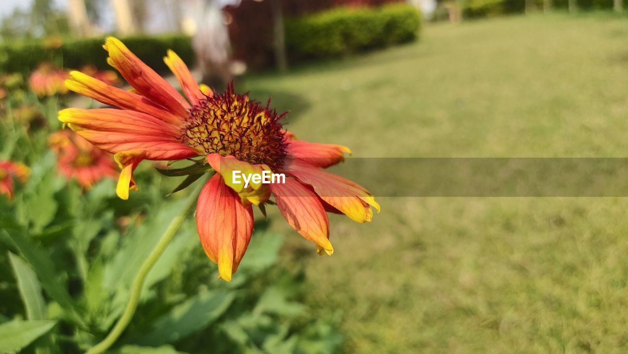 Close-up of red flowering plant