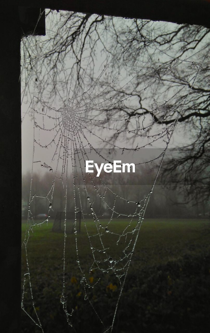 CLOSE-UP OF WEB AGAINST SKY