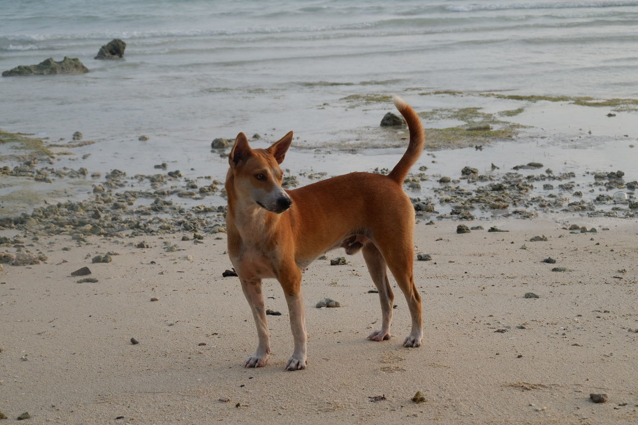 HORSE STANDING IN THE BEACH