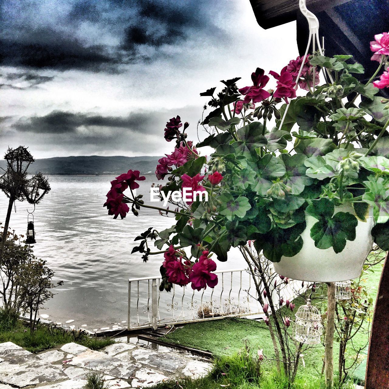 PINK FLOWERS ON TREE