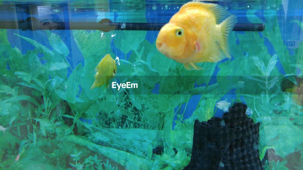 Yellow fish swimming in fish tank