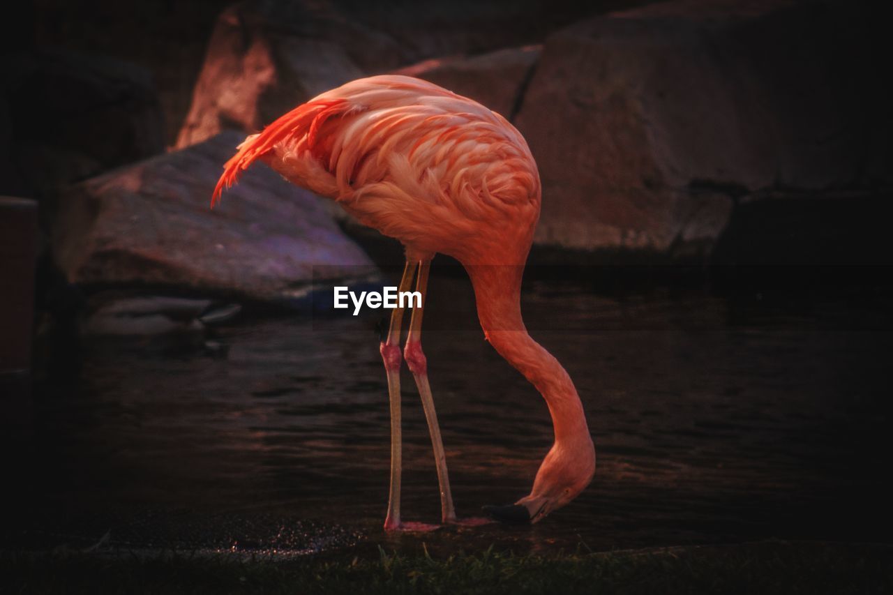 View of a flamingo in lake