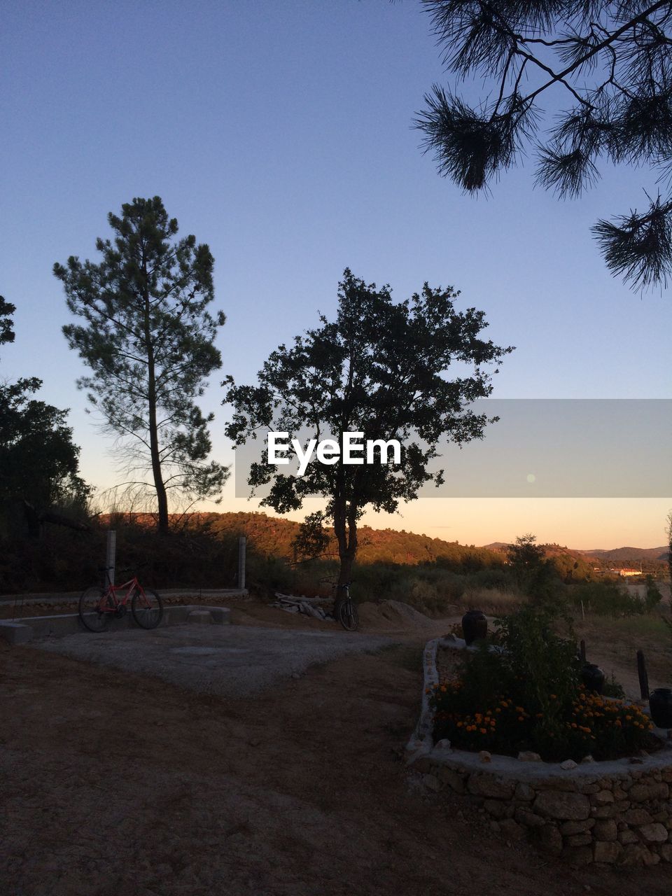 VIEW OF TREES AGAINST CLEAR SKY