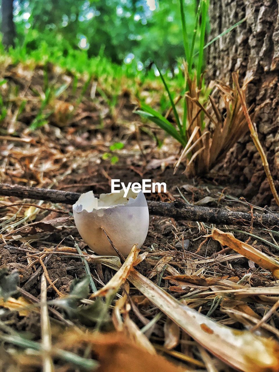 CLOSE-UP OF MUSHROOM