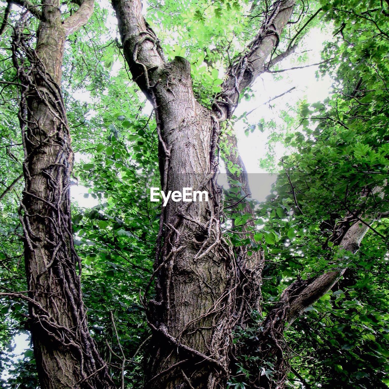 VIEW OF TREES IN FOREST