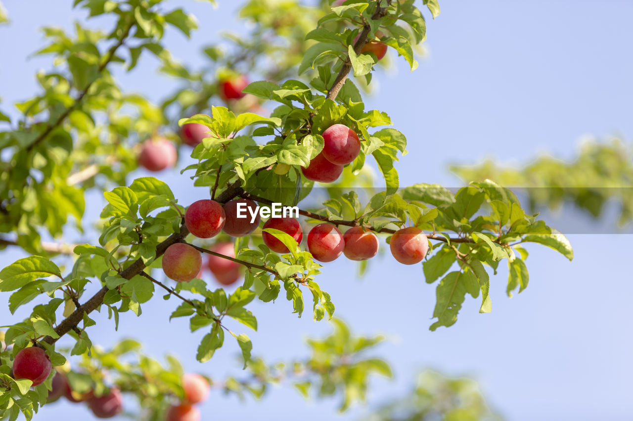 Low angle view of berries growing on tree