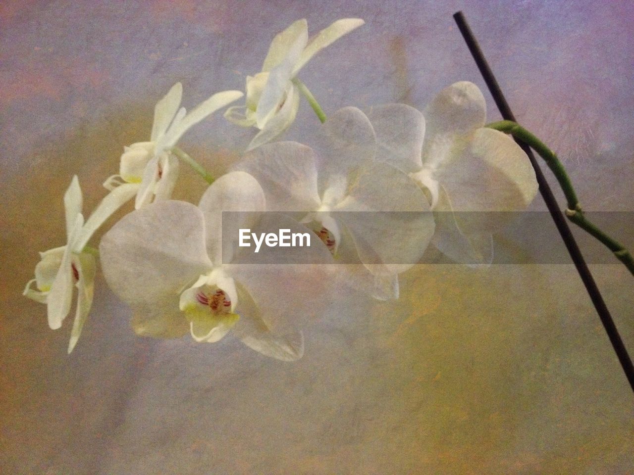 Close-up of white flowers