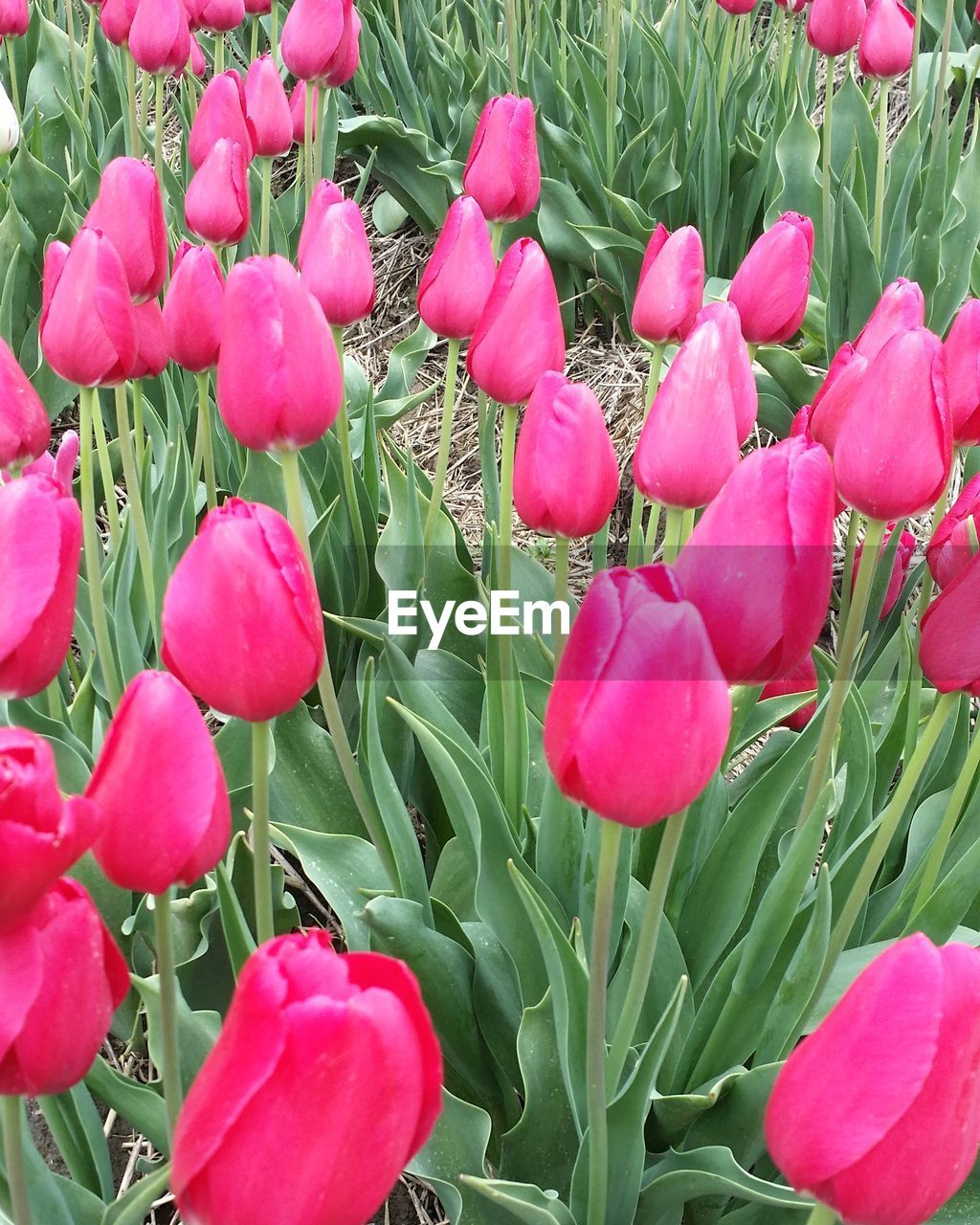 PINK TULIPS BLOOMING IN PARK