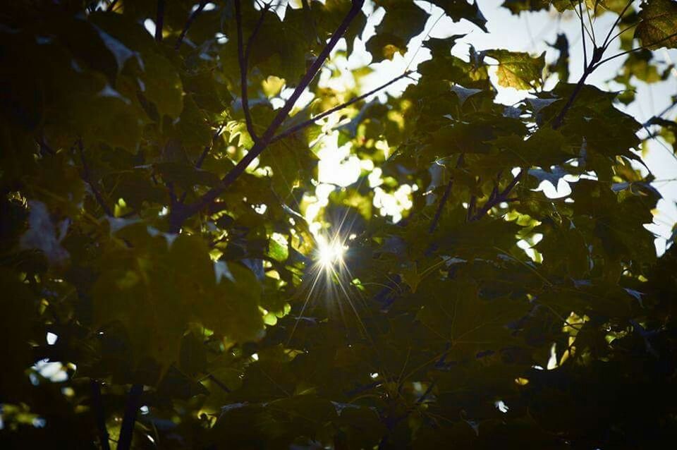 LOW ANGLE VIEW OF TREES