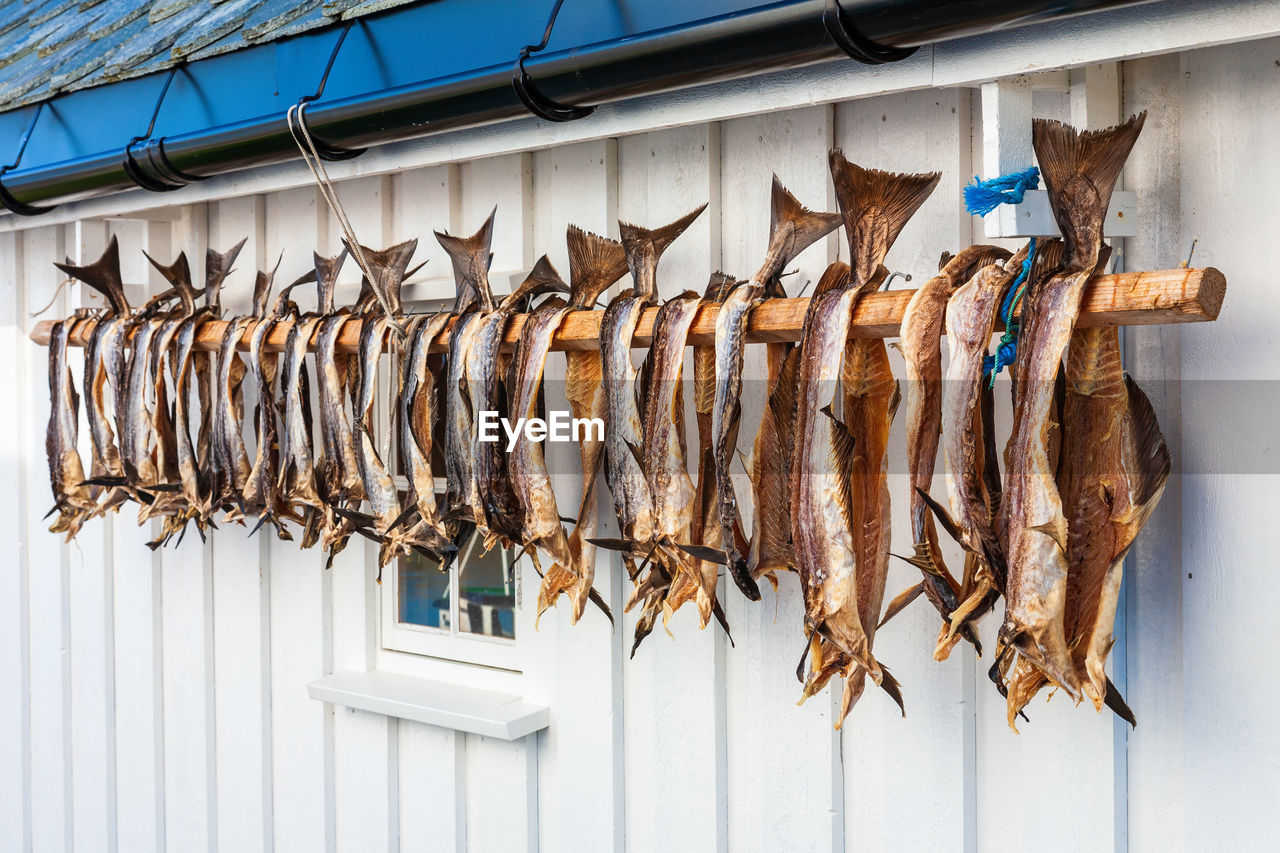 Stockfish drying on a wall