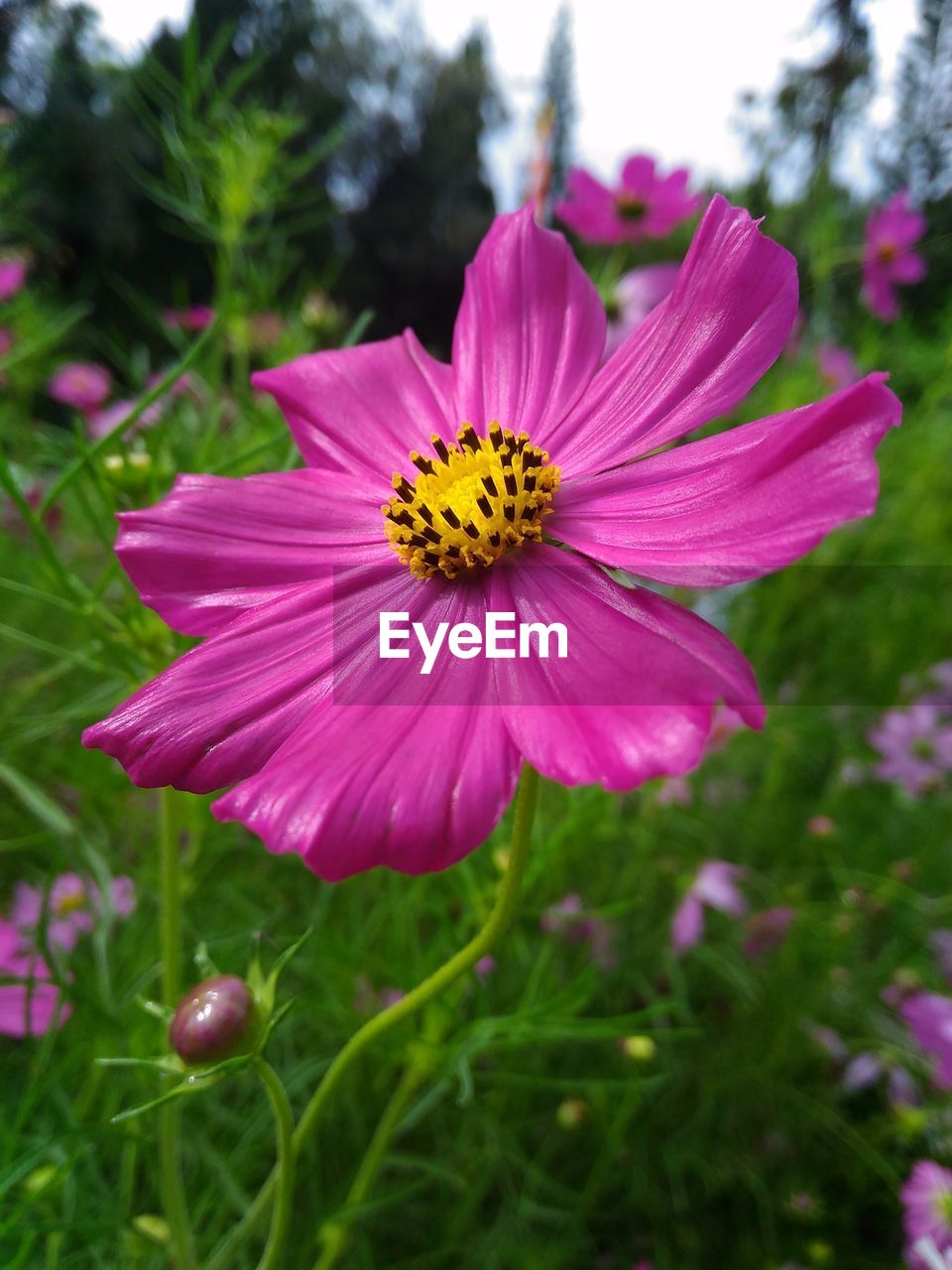 CLOSE-UP OF PINK FLOWER