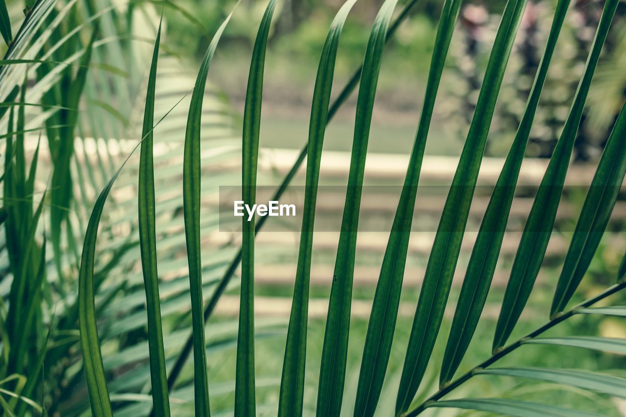 Close-up of palm leaf