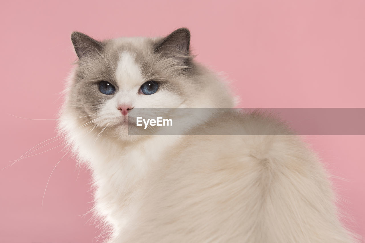 PORTRAIT OF WHITE CAT AGAINST RED BACKGROUND