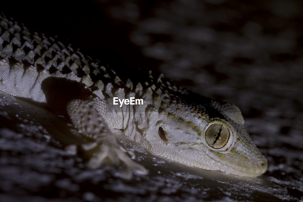 Close-up of lizard on rock