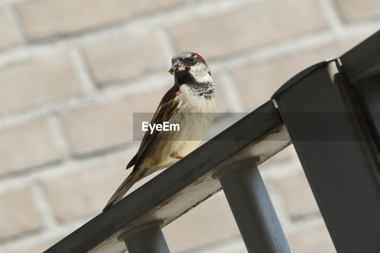 Low angle view of bird perching on metal railing
