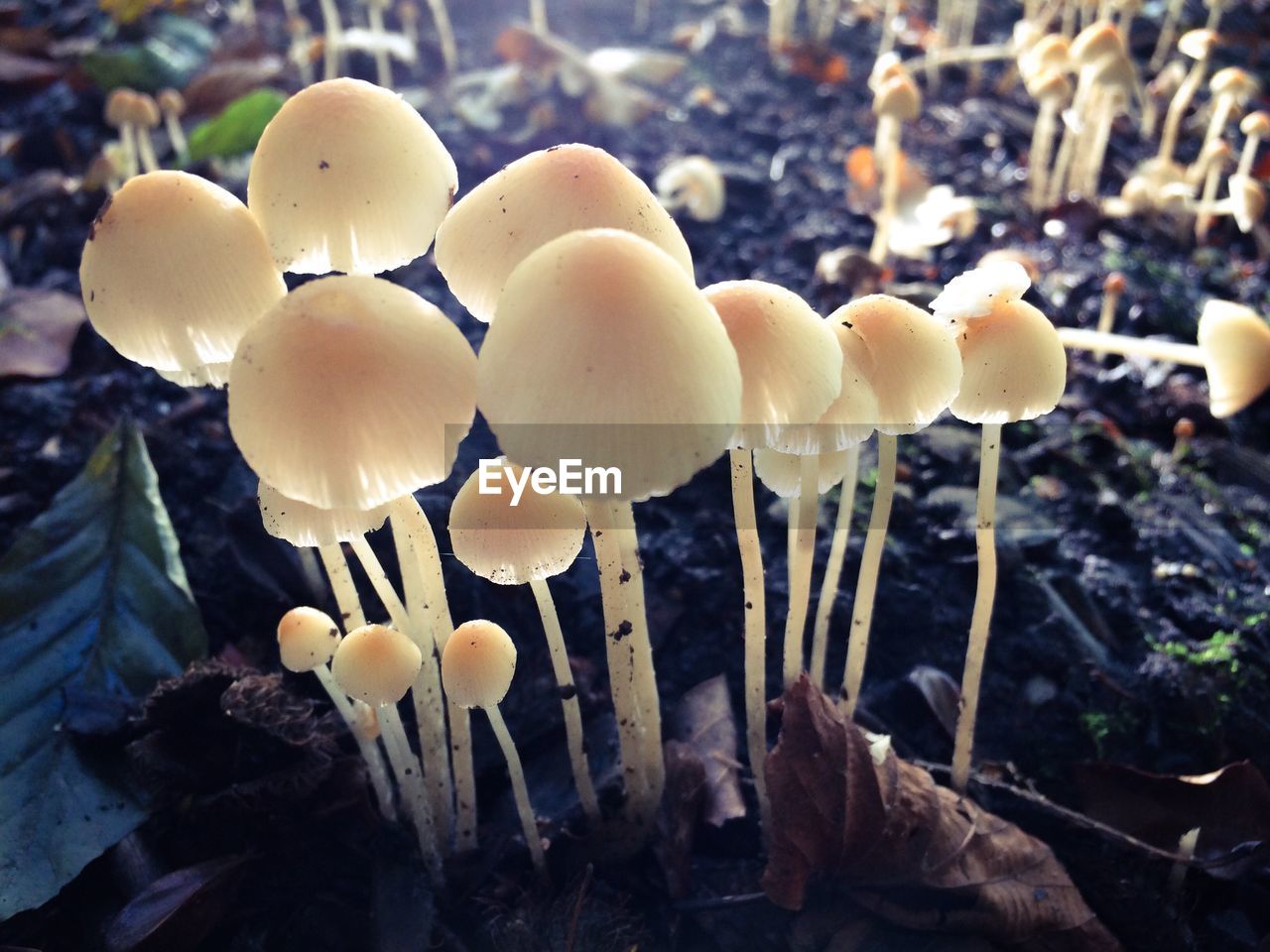 Close-up of mushrooms growing in the dark