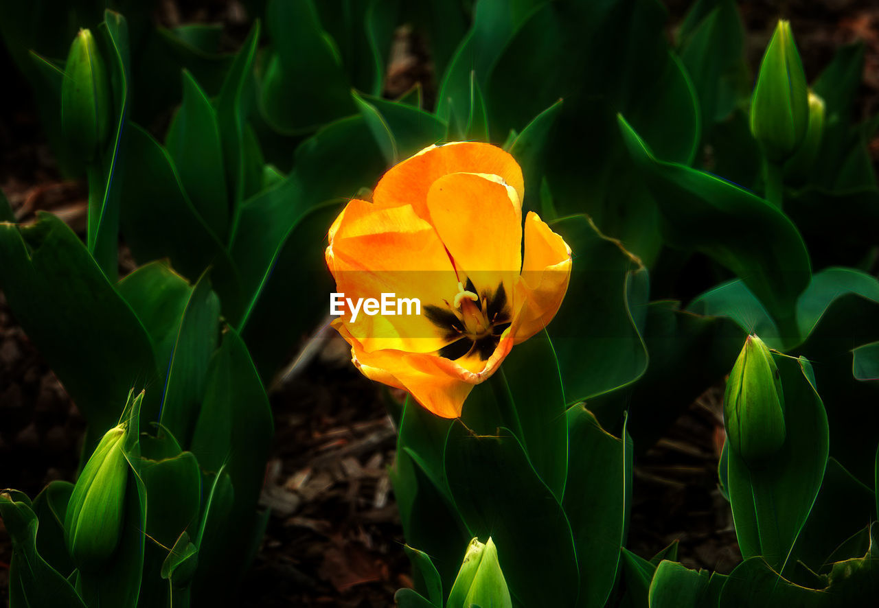 High angle view of orange flowering plant