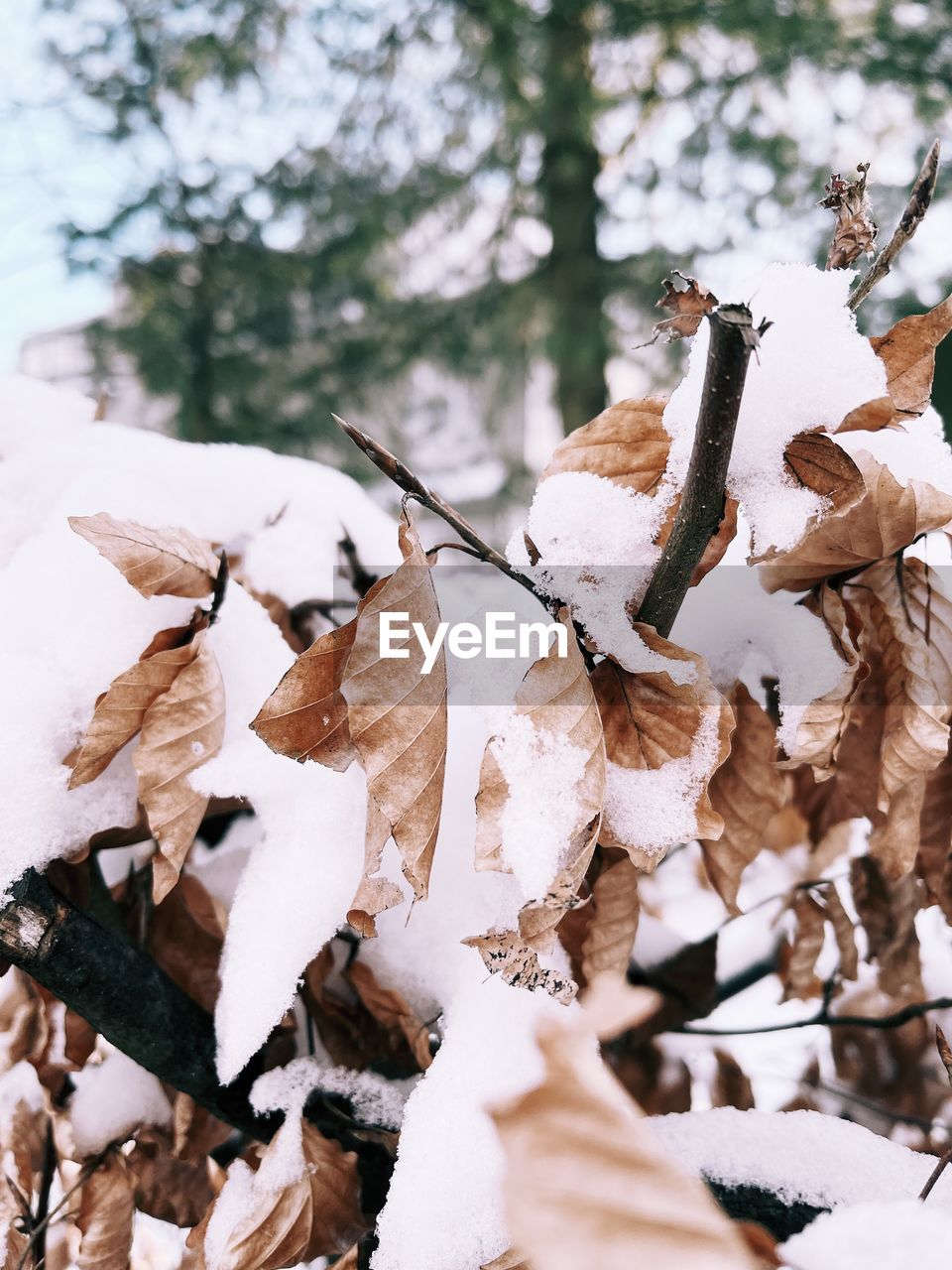 CLOSE-UP OF SNOW COVERED LEAVES ON LAND