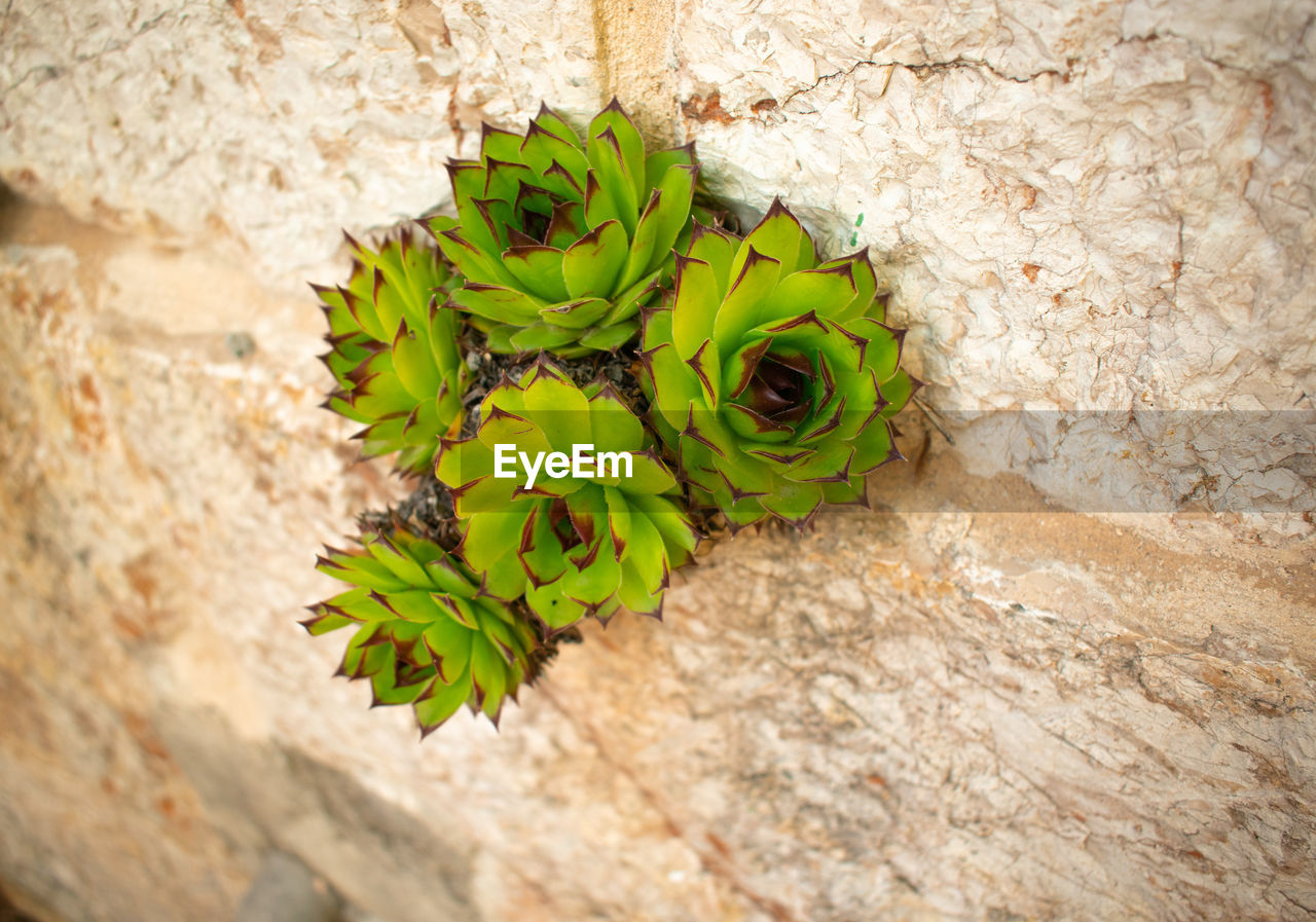 CLOSE-UP OF GREEN LEAF ON WALL