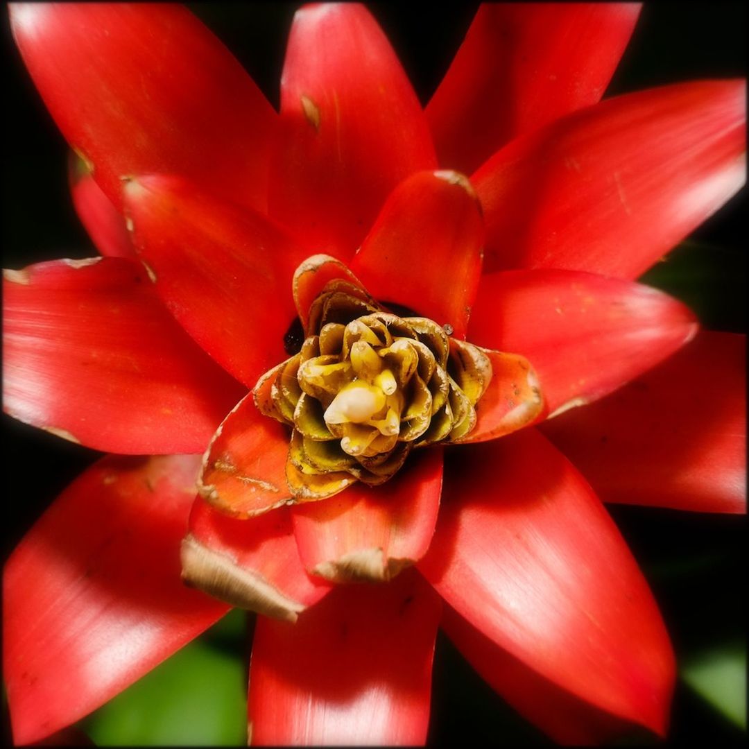 Close-up of red leaf plant