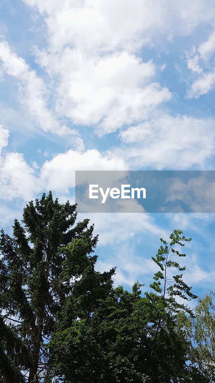 LOW ANGLE VIEW OF TREES AGAINST BLUE SKY