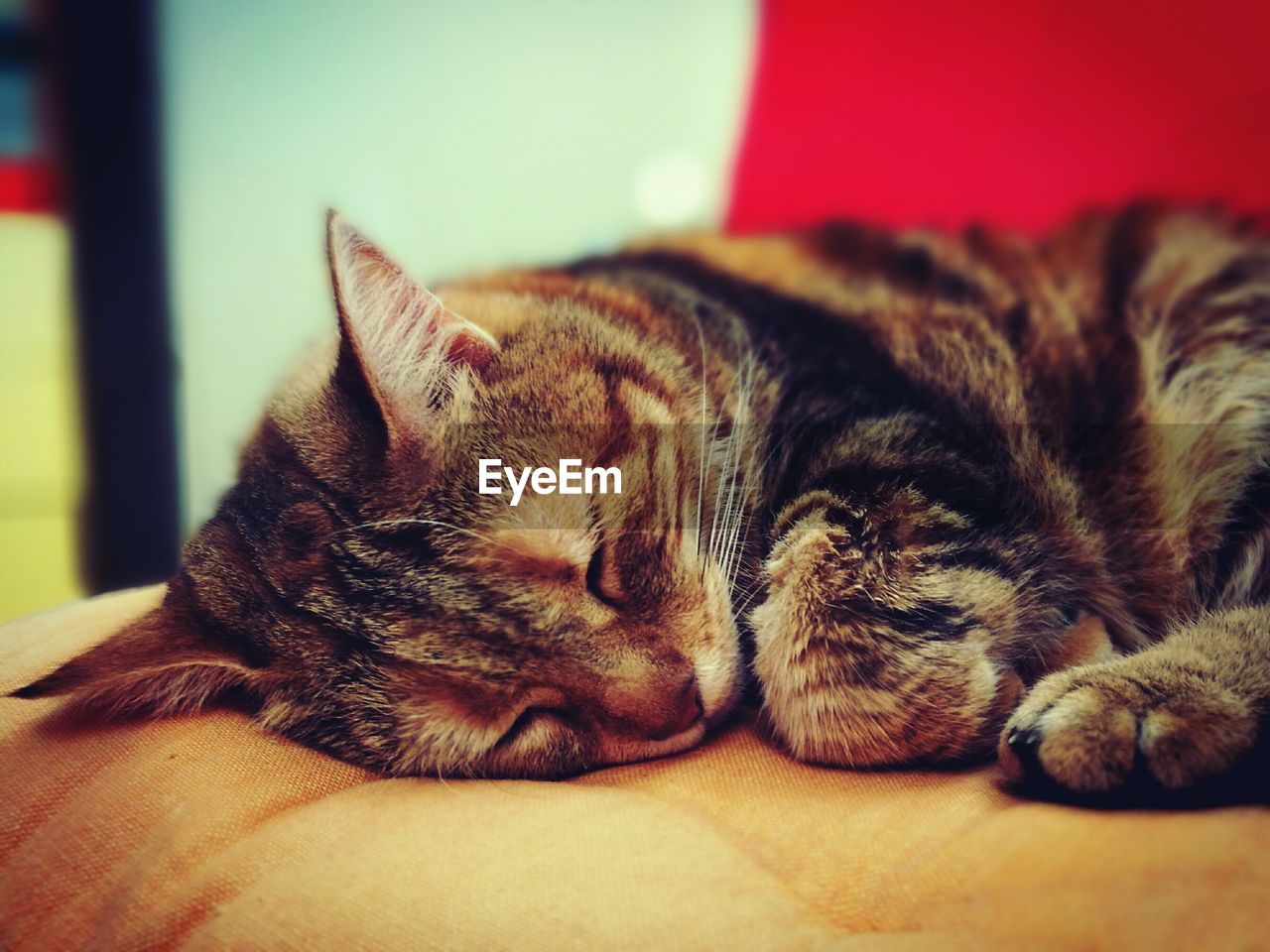 CLOSE-UP OF CAT SLEEPING ON BLANKET