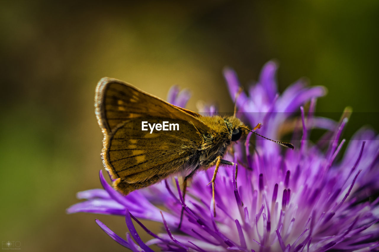 BUTTERFLY POLLINATING ON PURPLE FLOWER