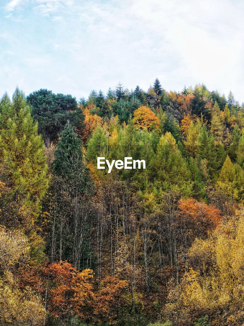 TREES IN FOREST DURING AUTUMN
