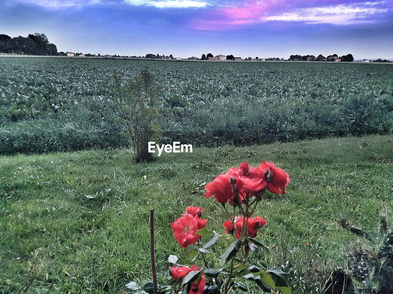 RED POPPY FLOWERS BLOOMING IN FIELD