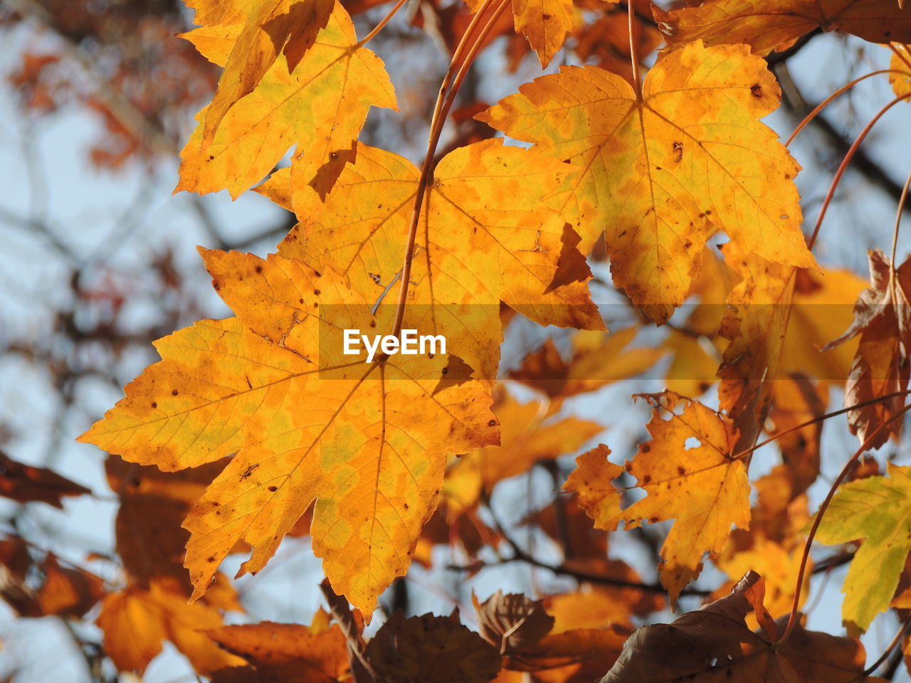 leaf, autumn, plant part, nature, tree, beauty in nature, plant, yellow, orange color, maple leaf, maple tree, branch, land, day, no people, outdoors, autumn collection, tranquility, environment, close-up, scenics - nature, focus on foreground, leaf vein, red, backgrounds, landscape, maple, forest, leaves, idyllic, sunlight, vibrant color, selective focus, natural condition, dry, sky