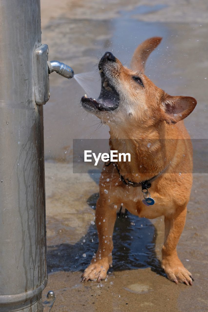 Dog playing in water