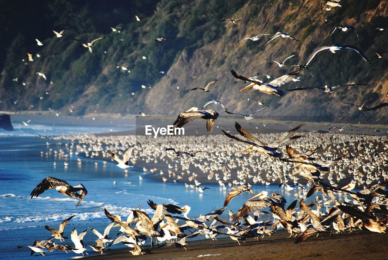 Flock of birds at beach