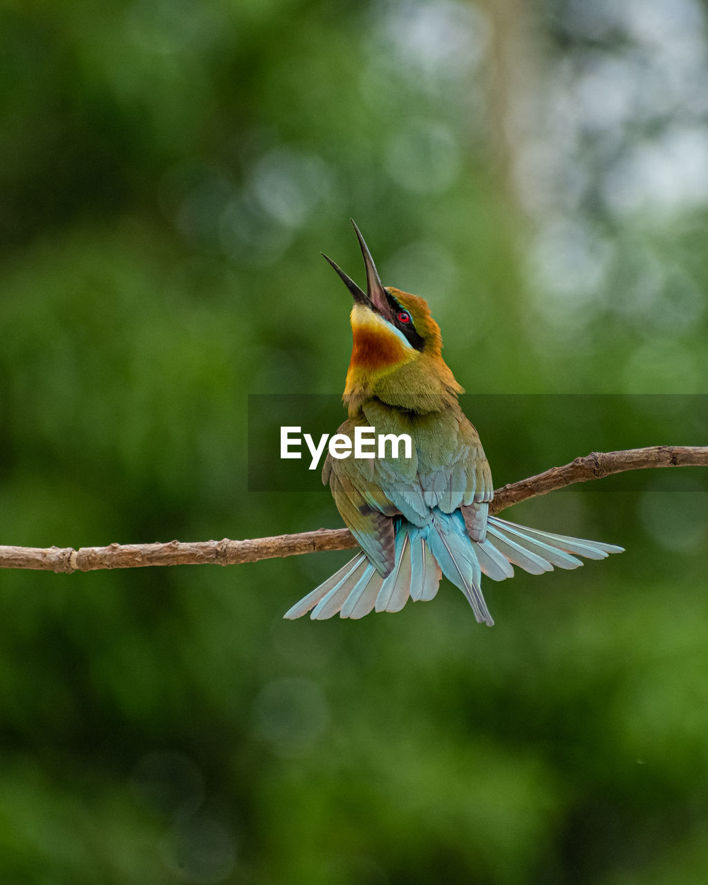 animal themes, animal, bird, animal wildlife, wildlife, one animal, nature, bee eater, hummingbird, beak, tree, environment, beauty in nature, branch, animal body part, rainforest, multi colored, forest, green, tropical bird, plant, perching, outdoors, no people, tropical rainforest, full length, green background, focus on foreground, tropical climate, land, feather, yellow, close-up, animal wing, social issues