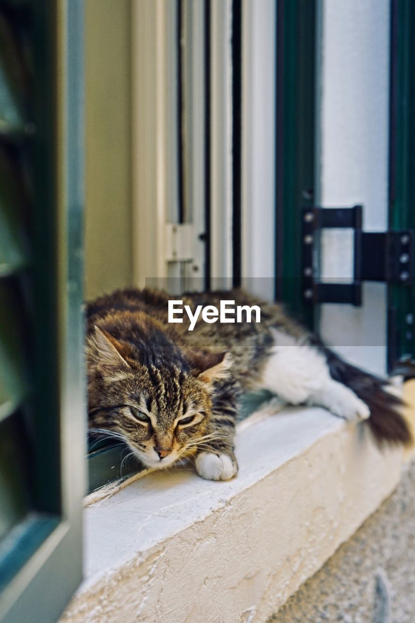 Cat resting on window sill