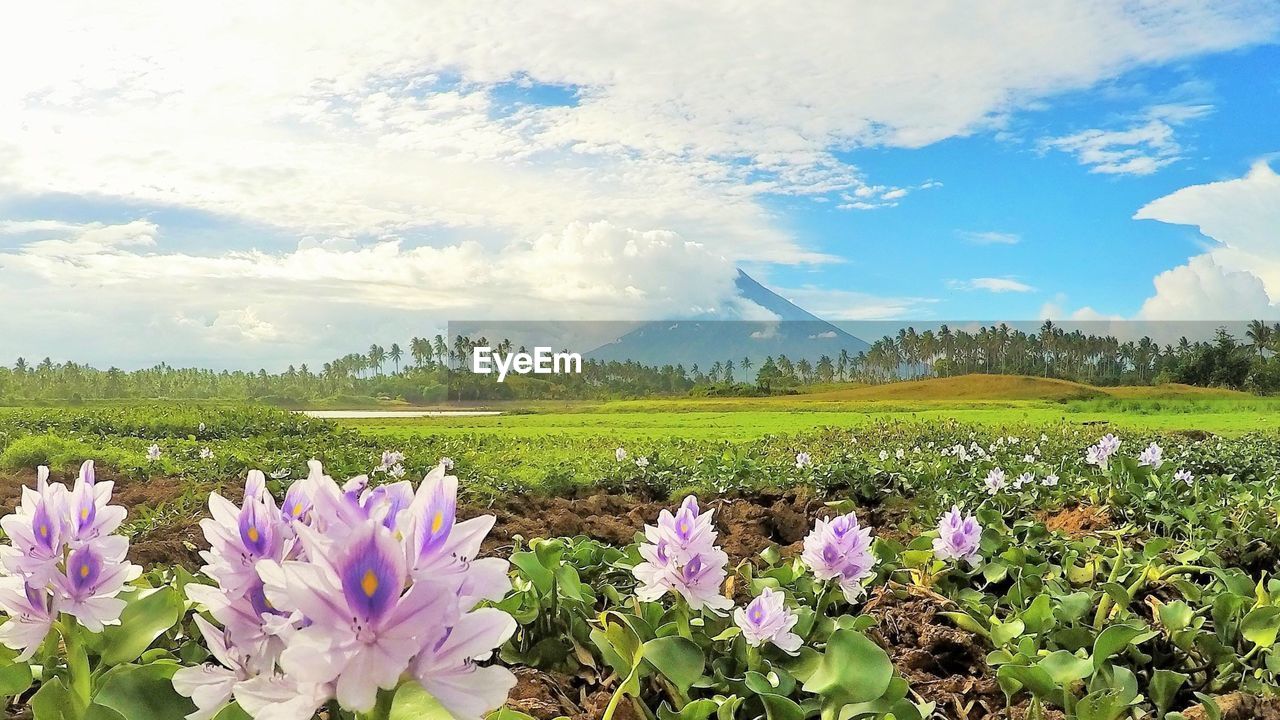 PURPLE FLOWERS IN FIELD