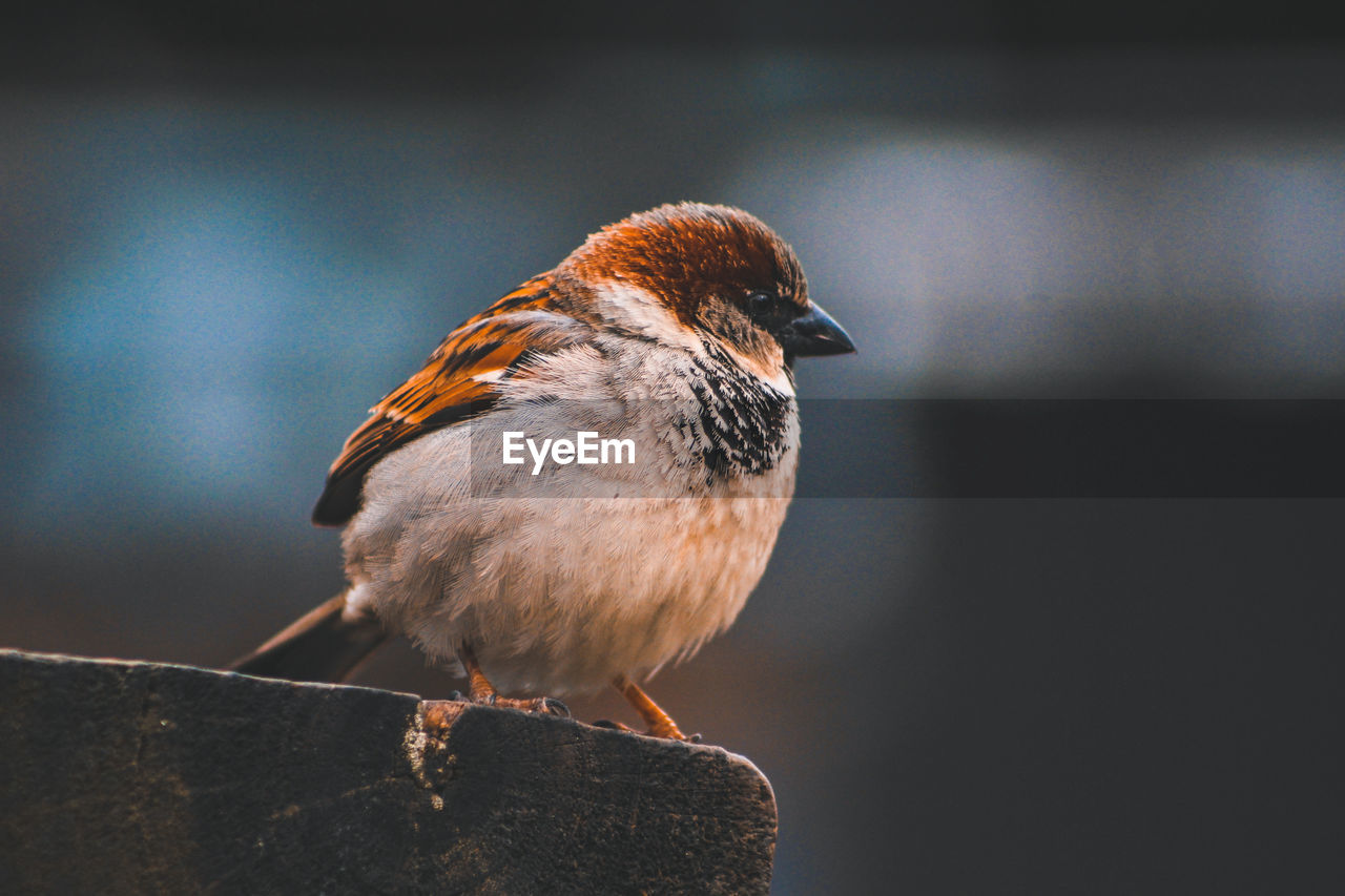 Close-up of sparrow perching on railing