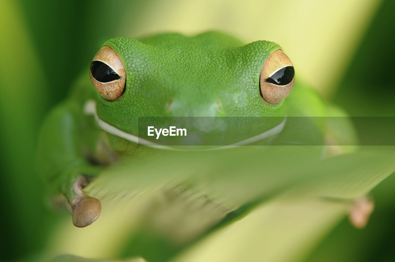 Close-up portrait of green frog on plant