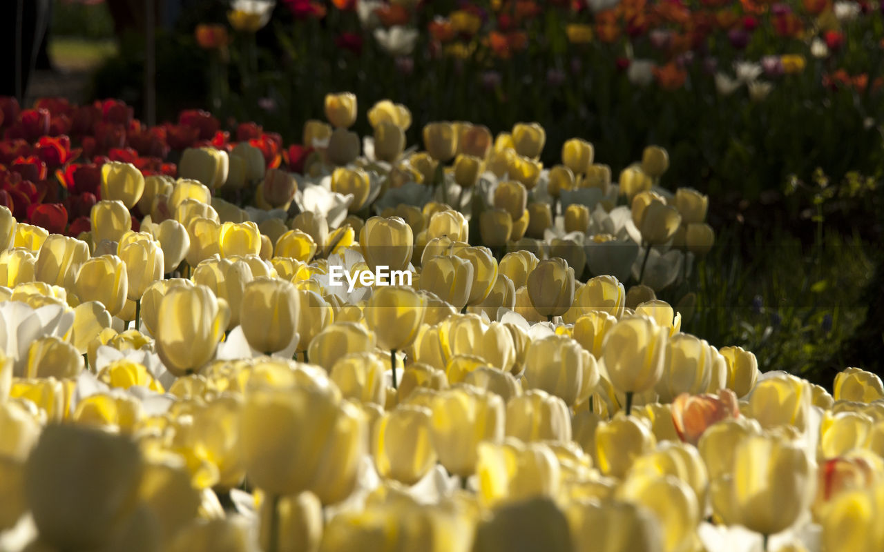 Yellow tulips blooming at park