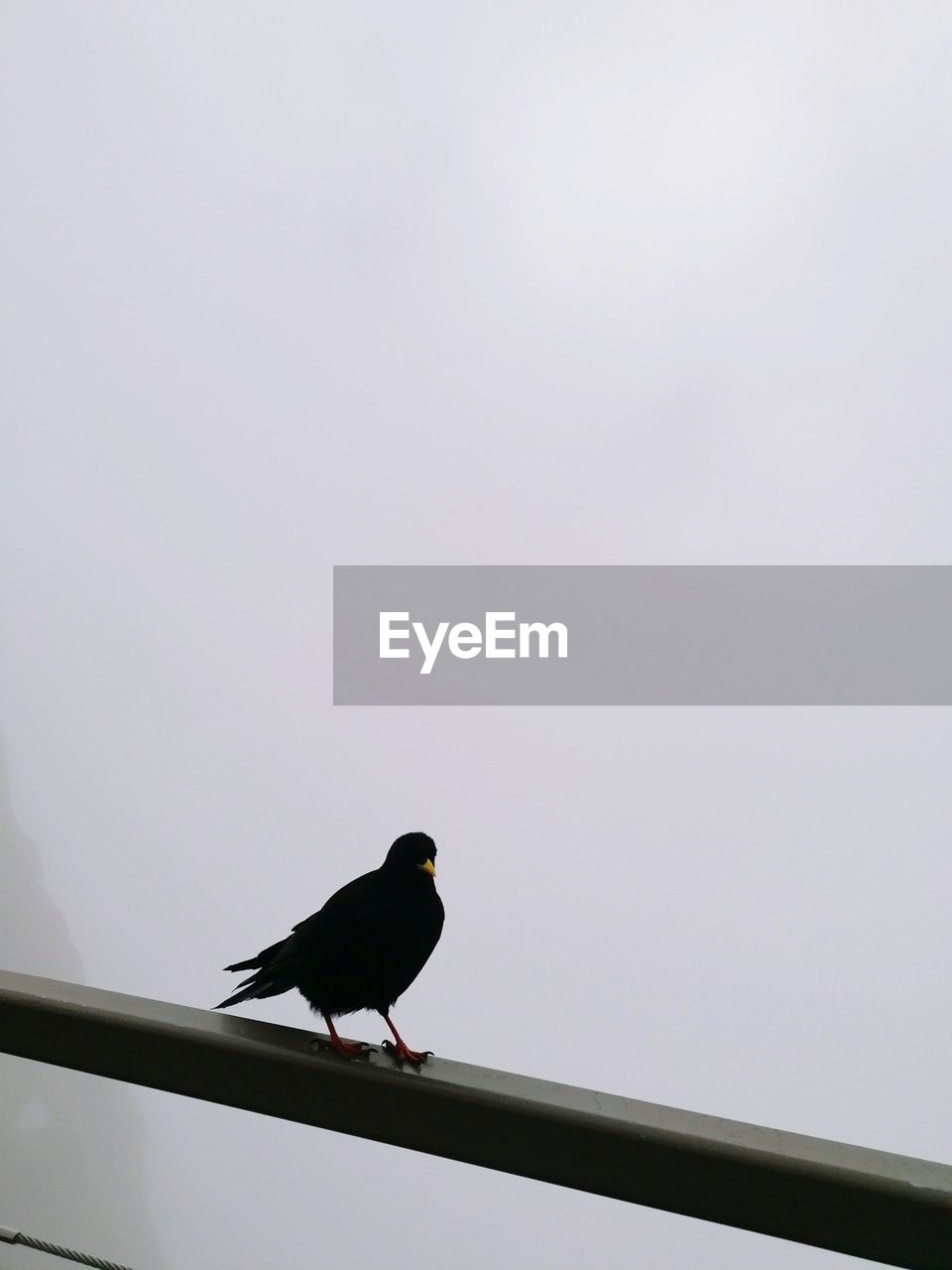 bird, animal themes, animal, animal wildlife, wildlife, one animal, perching, wing, no people, copy space, nature, day, sky, low angle view, full length, railing, outdoors, side view, raven