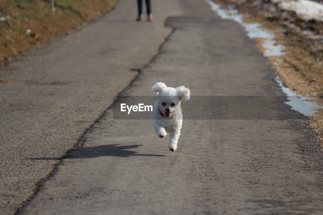 Dog running on road