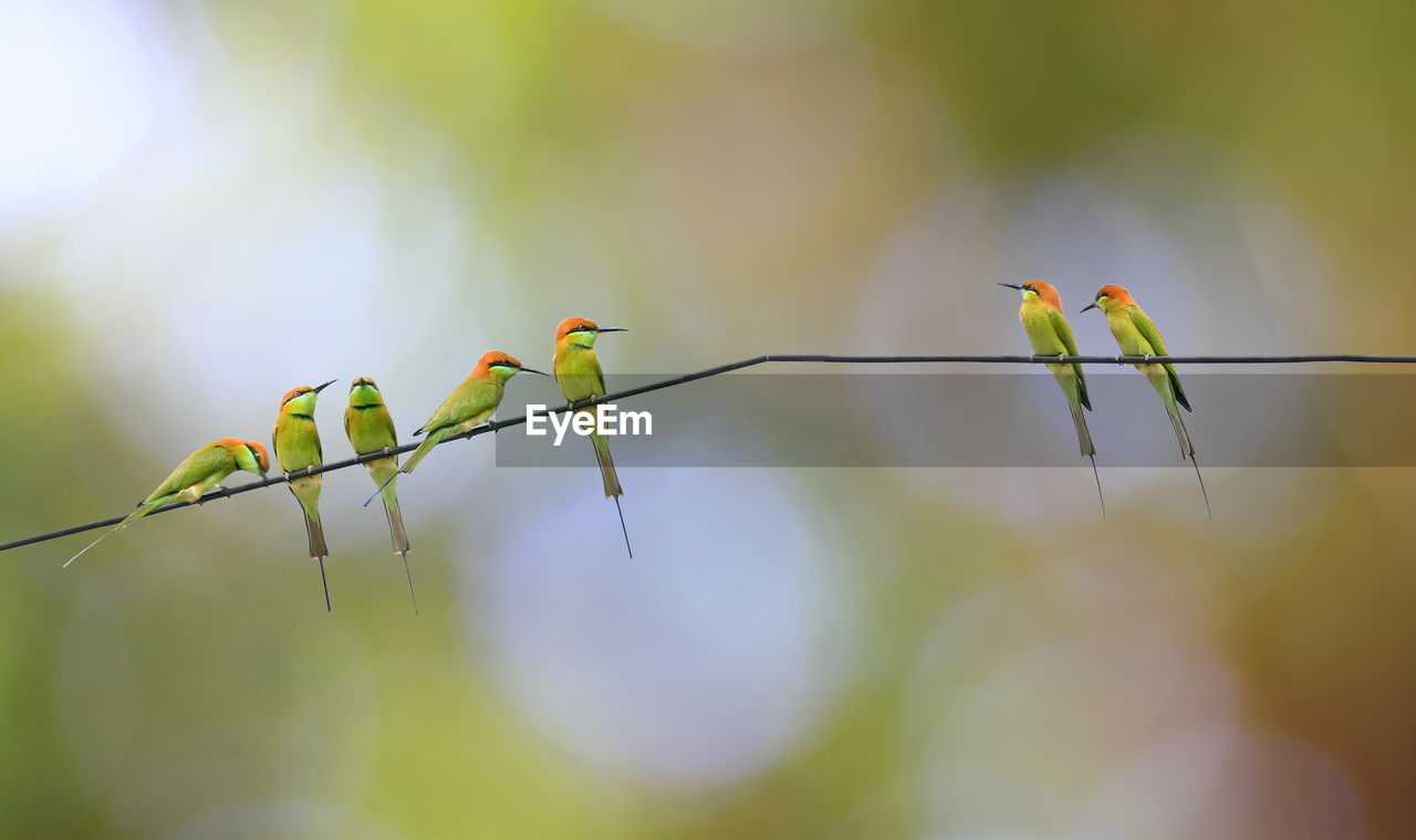 Many meropidae birds on a cable with a blurred background.