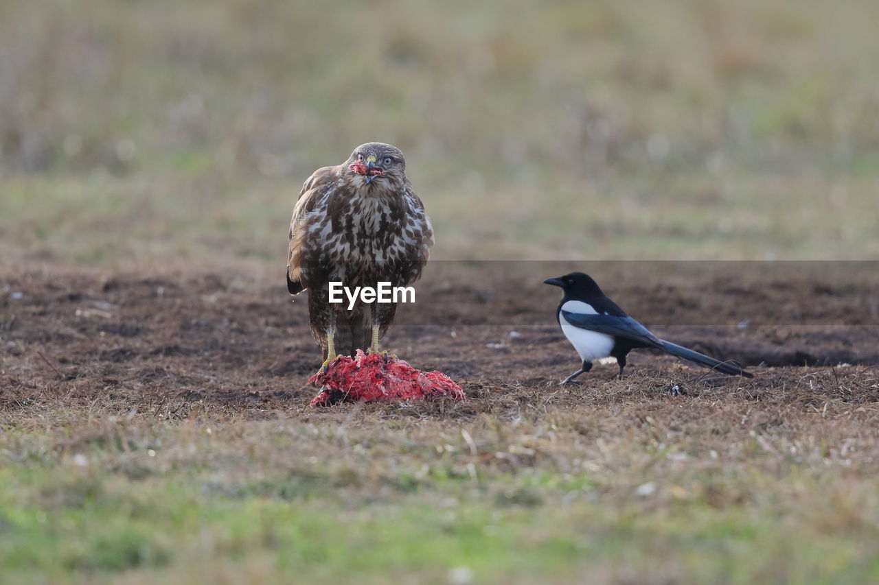 A common buzzard eating carrion