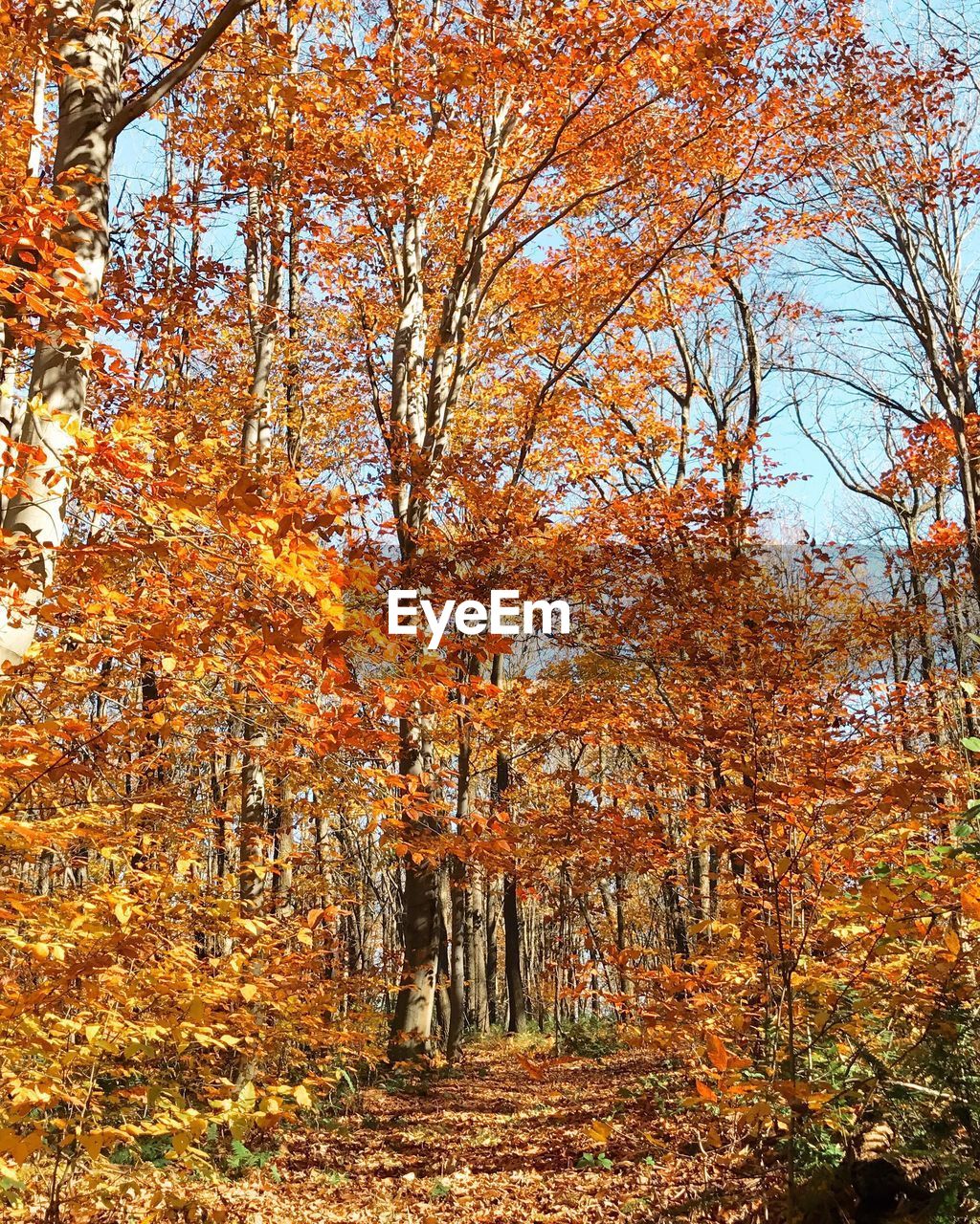 TREES AGAINST SKY