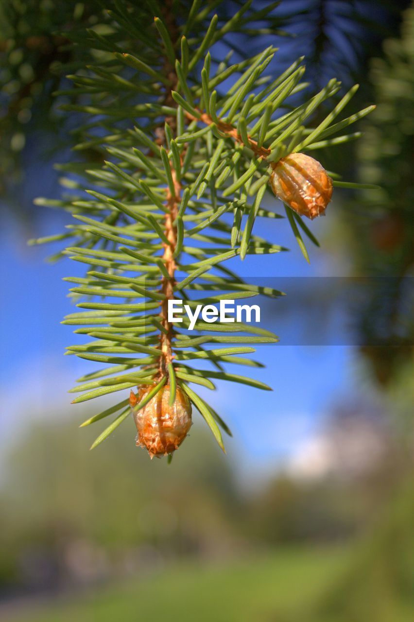 Young fir cones with blurred background of blue sky and greenery.