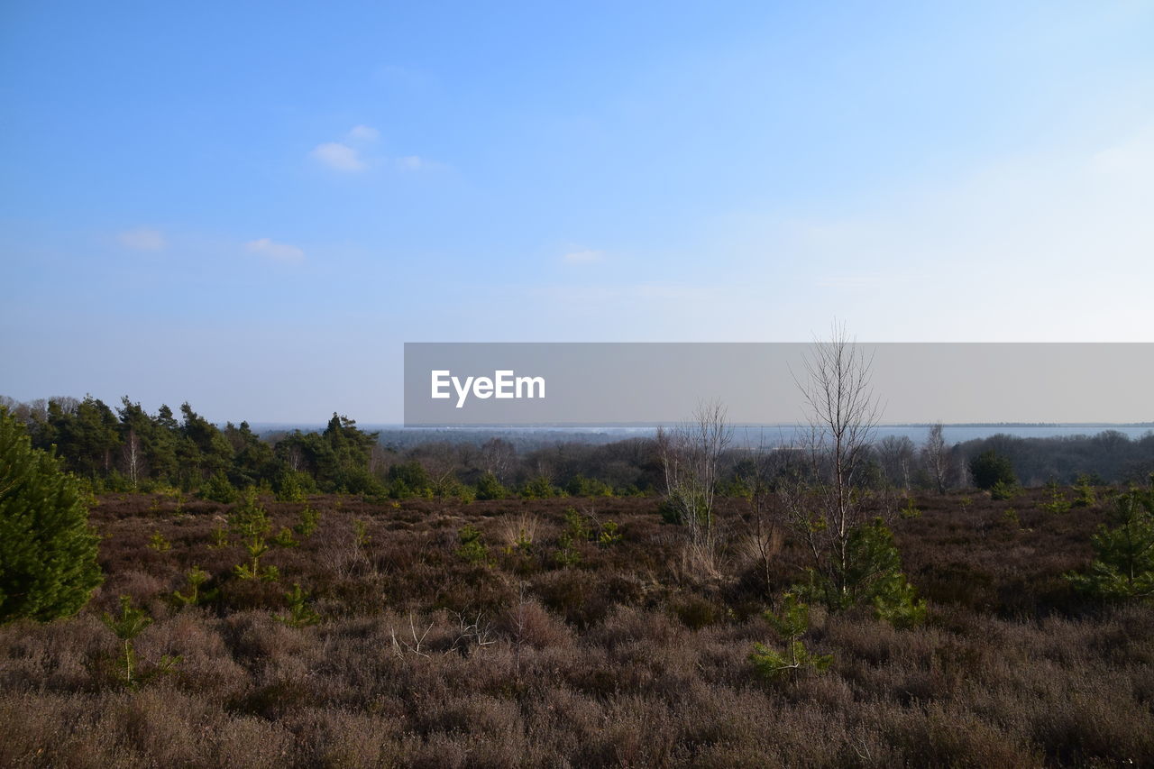 PLANTS ON LAND AGAINST SKY