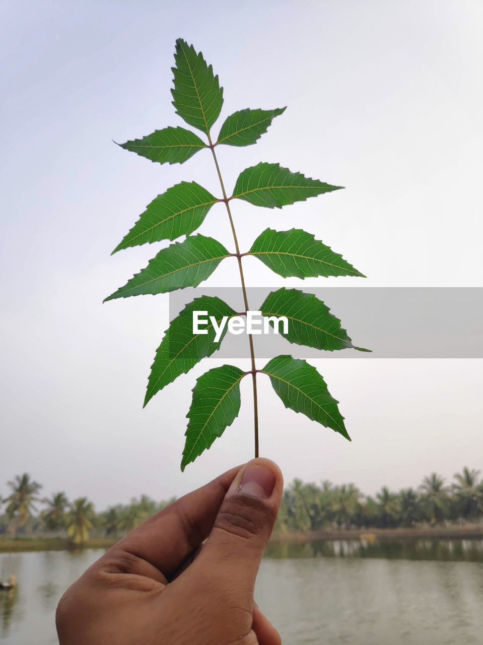 PERSON HOLDING LEAF AGAINST SKY