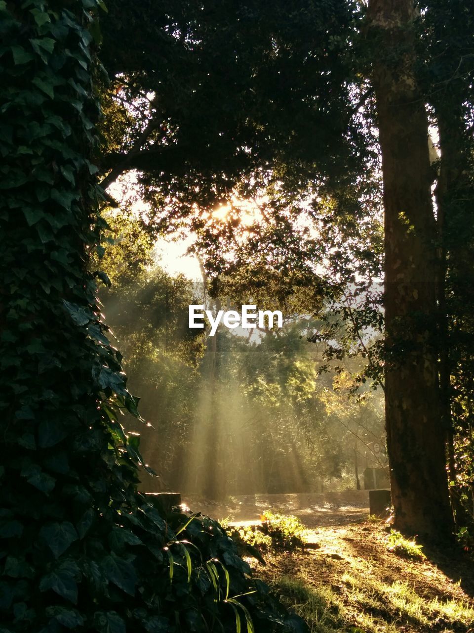 Sunlight streaming through trees in forest