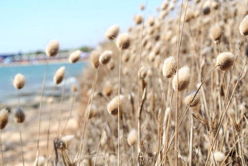 Close-up of dry plants at beach