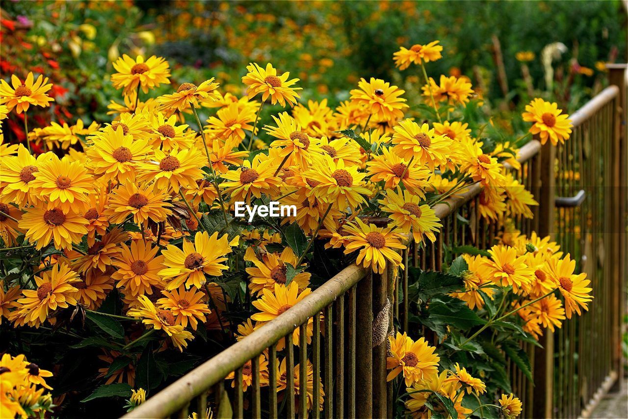 Close-up of yellow flower